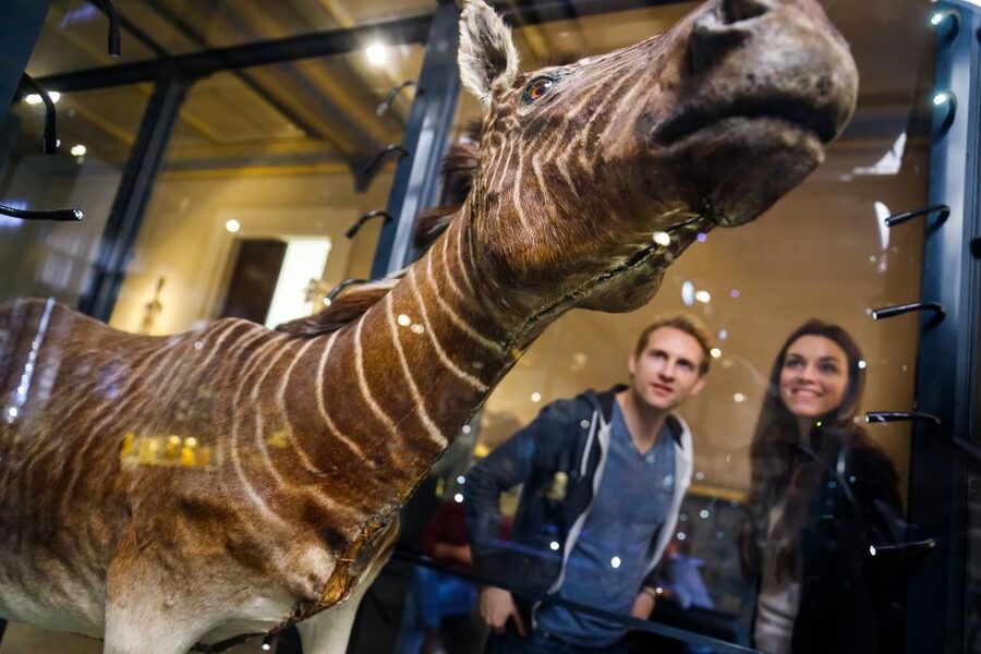 Berlin: Natural History Museum Entrance Ticket - How long your visit should be, based on how you like museums