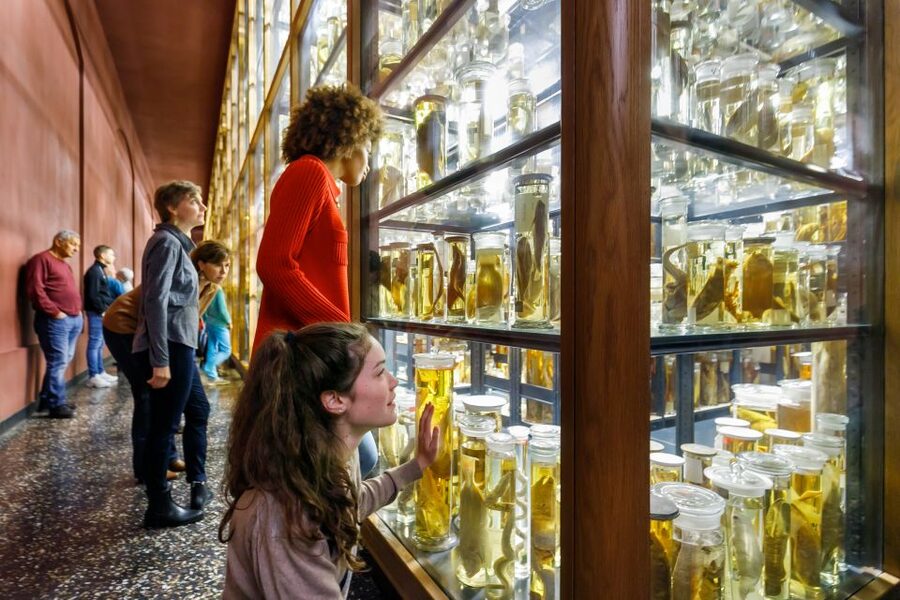 Berlin: Natural History Museum Entrance Ticket - Value check: why $12 can feel like a smart Berlin buy