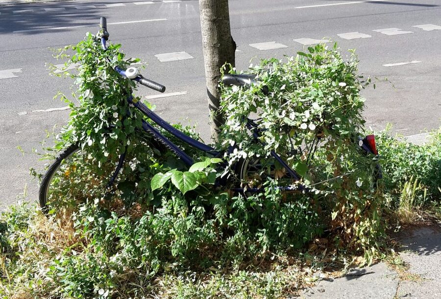 Berlin: Street Art and Alternative Tour - Who this street art tour is best for
