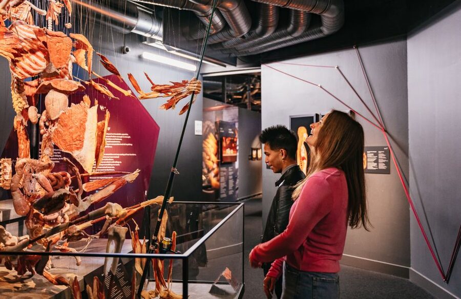 Berlin: Tickets for the BODY WORLDS Museum in Berlin - Plastinates and disease displays: the museum’s superpower