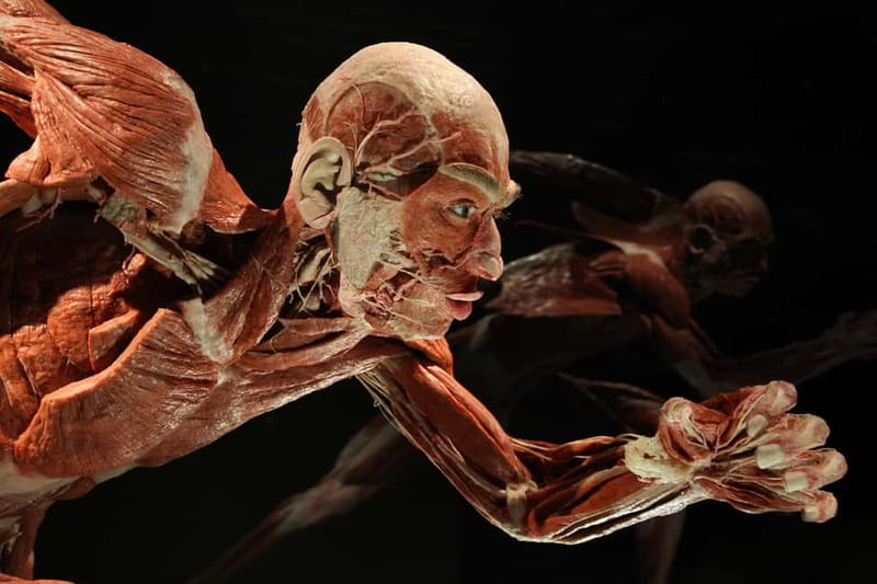 Berlin: Tickets for the BODY WORLDS Museum in Berlin - Muscles, organs, and the “wait, that connects?” moments