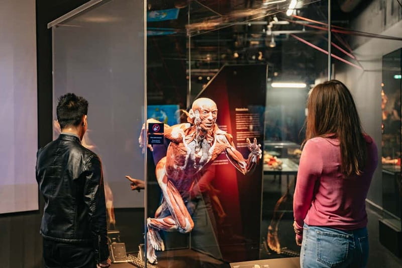Berlin: Tickets for the BODY WORLDS Museum in Berlin - Inside the major systems: digestive, heart, lungs, and nerves