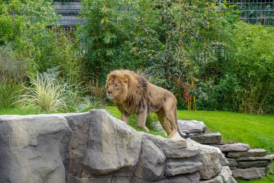 Cologne: Cologne Zoo and Aquarium Entry Ticket - How to pace your day so you do not miss the big hits