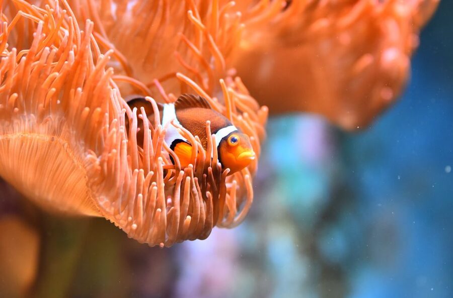 Cologne: Cologne Zoo and Aquarium Entry Ticket - Zoo plus aquarium: what the included ticket gives you