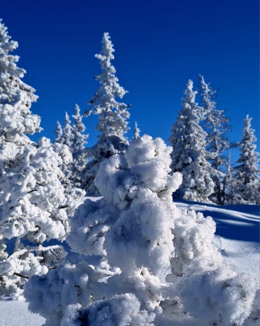 Ehrwald: Zugspitze Snowshoe Hiking Tour with Mountain Views - Family-Friendly Snowshoe Options and Realistic Pacing