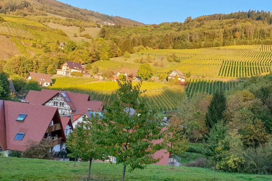 Frankfurt: Baden-Baden, Black Forest, Strasbourg Guided Tour - Parks, villas, and architecture commentary you can actually use