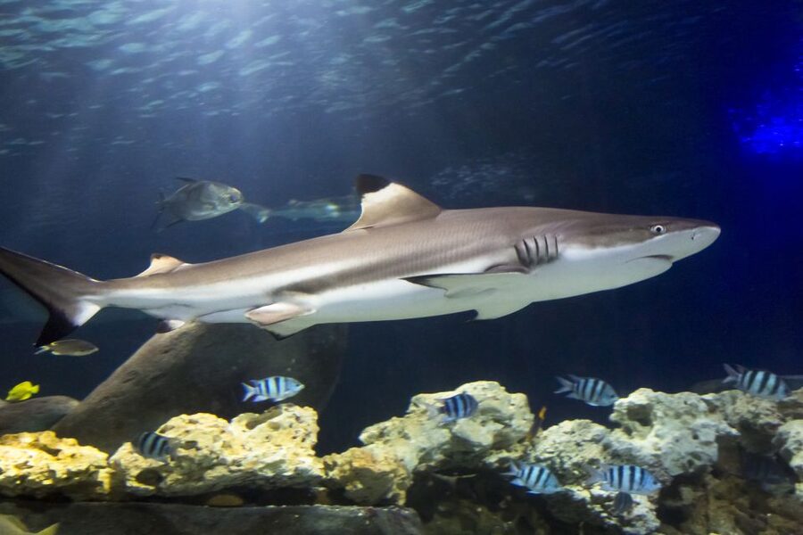Hanover: SEA LIFE Entry Ticket - Finding SEA LIFE Hannover fast, and getting there without stress