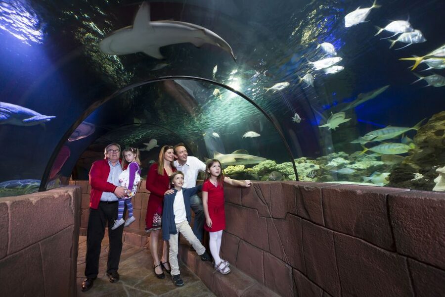 Hanover: SEA LIFE Entry Ticket - Rainforest in a greenhouse: jungle ranger and the Cuban crocodile