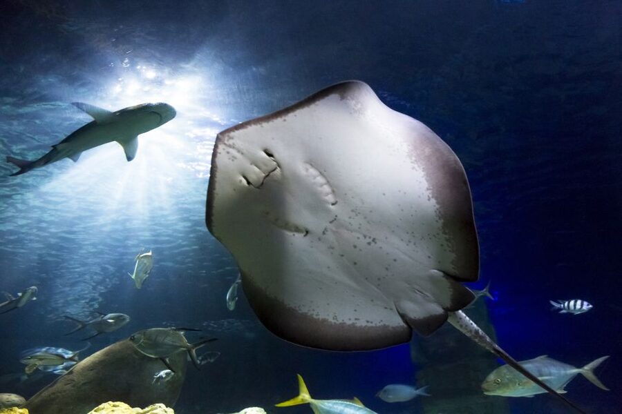 Hanover: SEA LIFE Entry Ticket - Ocean tunnel neighbors: seahorses, rays, jellyfish, and more