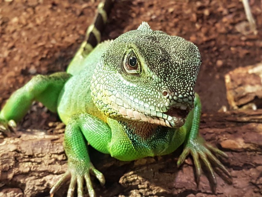 Hanover: SEA LIFE Entry Ticket - Meet Sonja, Ottfried, and Oscar, plus Tom Nook meet-and-greets