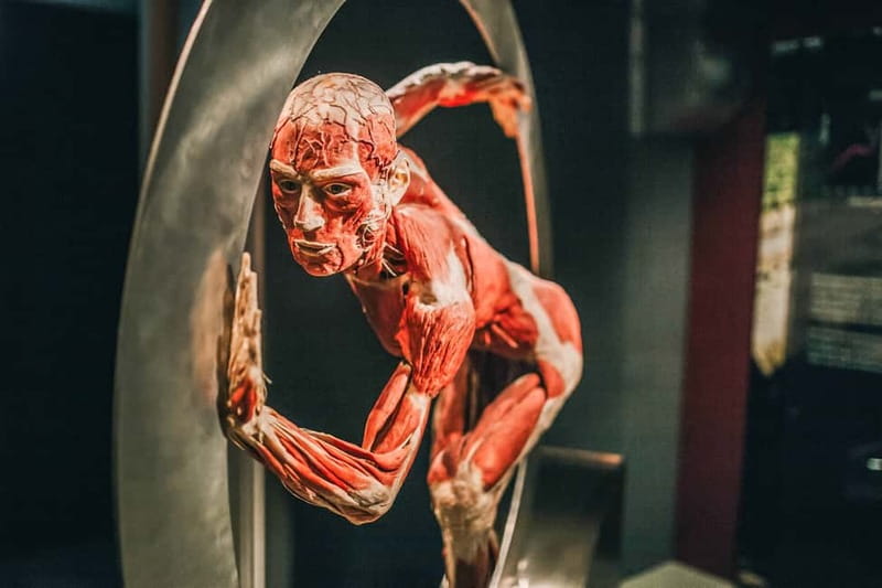 Heidelberg: KÖRPERWELTEN Museum Entry Ticket - The Anatomy of Happiness exhibit, where science meets mood