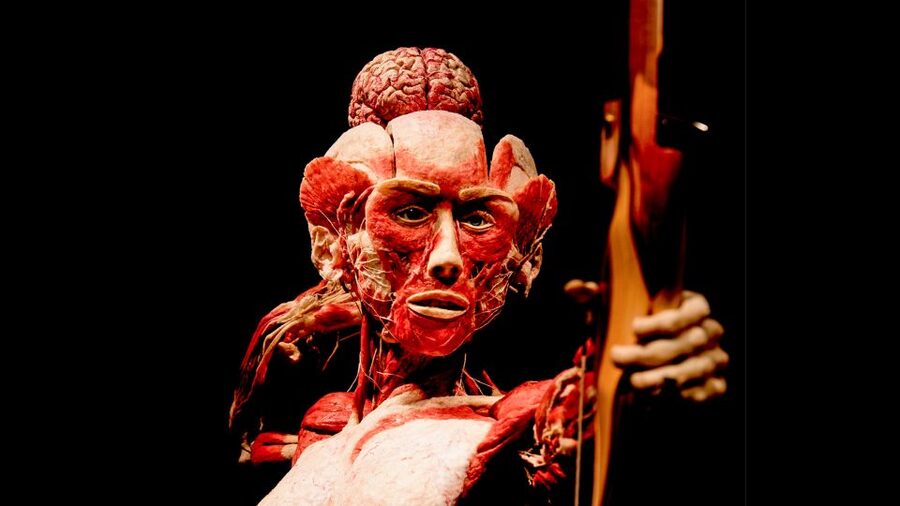 Heidelberg: KÖRPERWELTEN Museum Entry Ticket - Should you book the Heidelberg BODY WORLDS entry ticket?