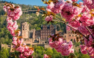 Sightseeing Bus and Castle Tour