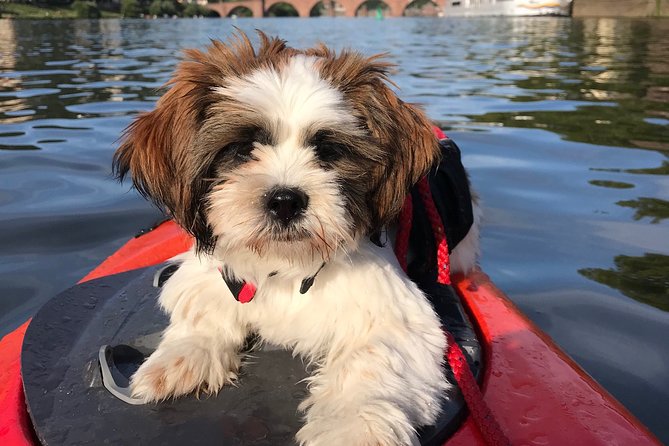 Kayak-Tour in Heidelberg on river Neckar - The Neckarwiese stretch: easy cruising with real viewpoints