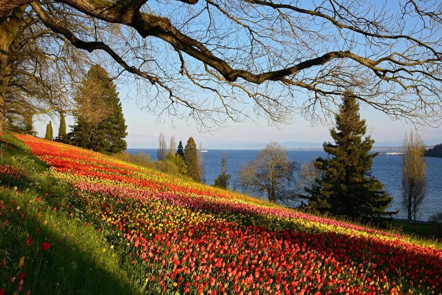 Konstanz: Mainau Island Entry Ticket - Rules that affect your day on Mainau