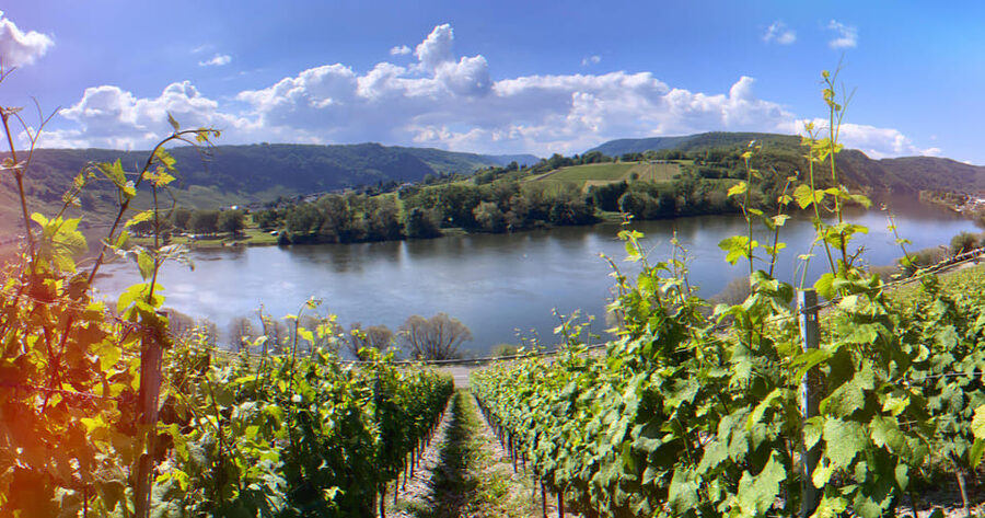 Kröv, Mosel: Covered wagon ride through the vineyards with wine tasting - Who should book this Kröv covered wagon wine tour