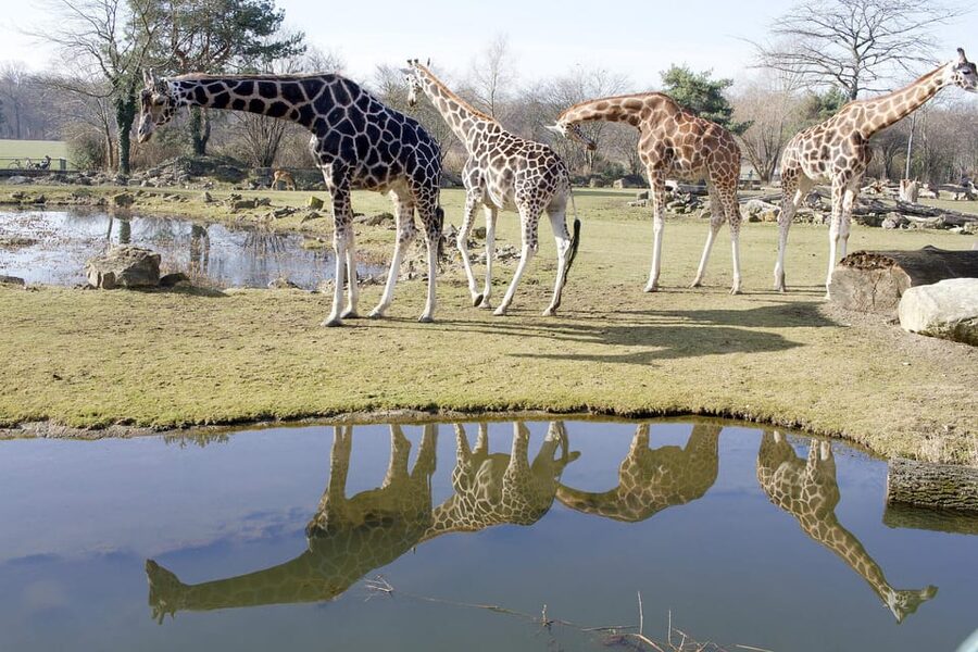Leipzig Zoo: Entry Ticket - Key Points at a Glance