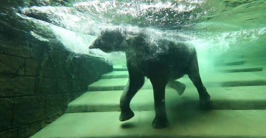 Leipzig Zoo: Entry Ticket - Asian Habitat: Watching Elephants Swim Underwater