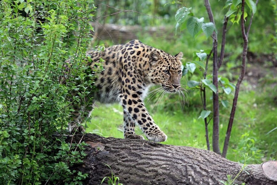Leipzig Zoo: Entry Ticket - Species Conservation: Why 850 Animals Matter in Real Terms