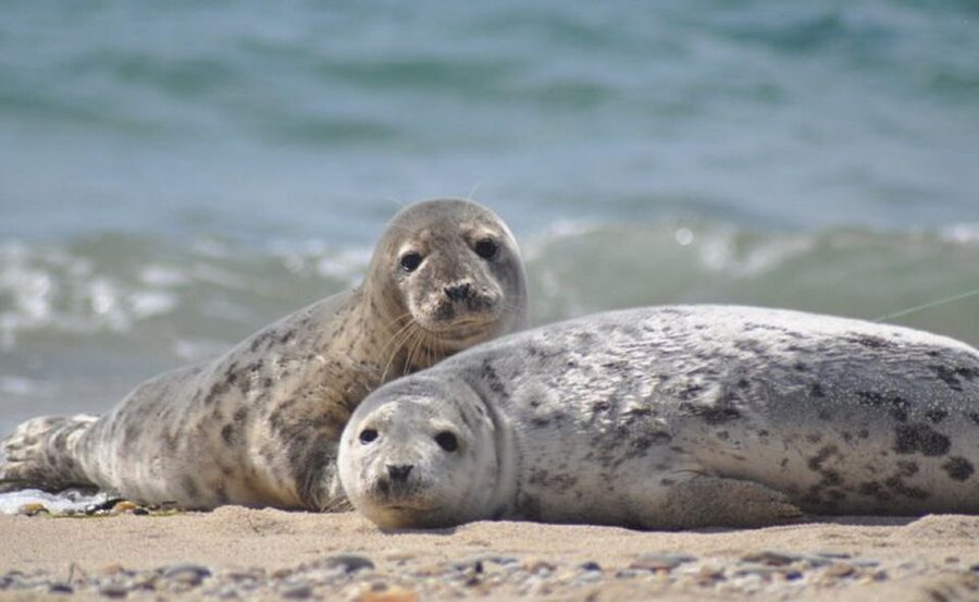 List/Sylt: Guided Seal-Watching Cruise on a Rustic Boat - Key Highlights You Should Care About
