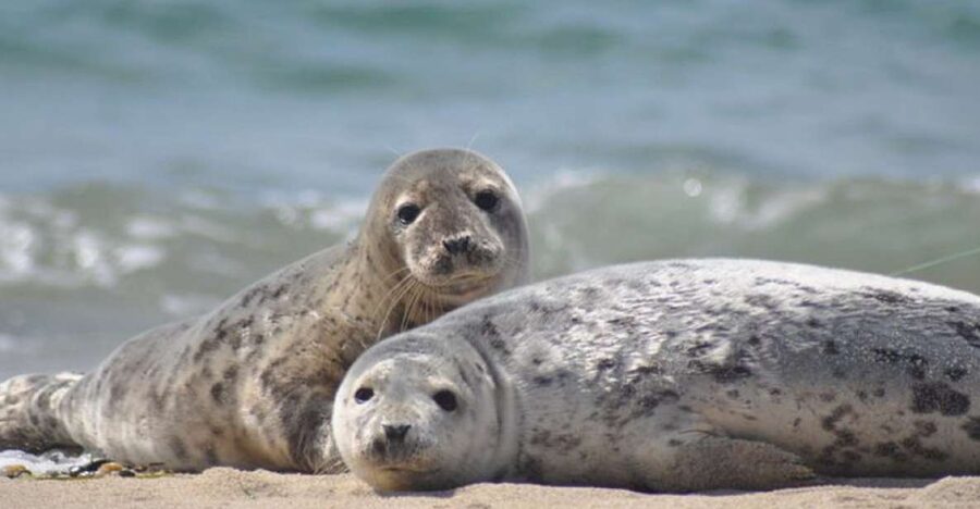 List/Sylt: Guided Seal-Watching Cruise on a Rustic Boat - From Lister Hafen Harbor Onto a Historic Cutter
