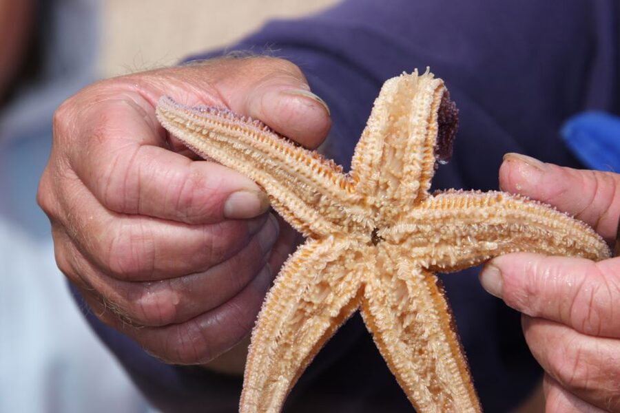 List/Sylt: Guided Seal-Watching Cruise on a Rustic Boat - Cruising Sylt’s Golden-Sand Coastline From the Waterline