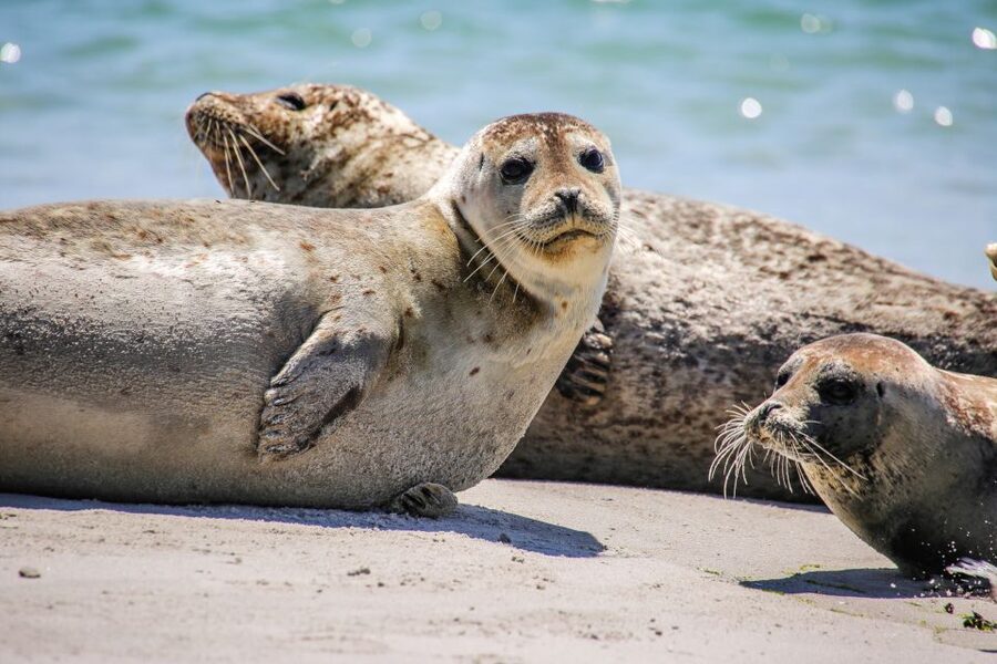 List/Sylt: Guided Seal-Watching Cruise on a Rustic Boat - Who Should Book This Seal-Watching Cruise From List, Sylt?