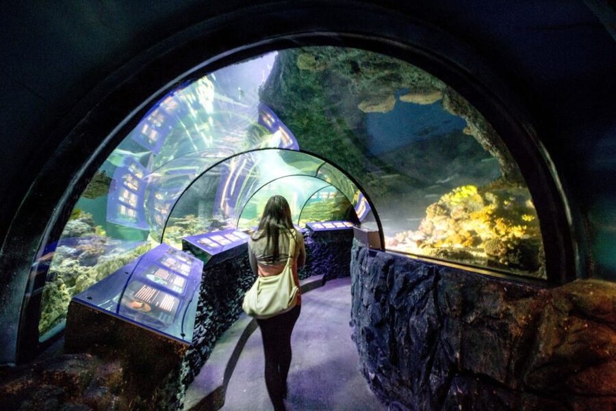 Munich: Day Ticket to Sea Life - Should you book the Sea Life Munich day ticket?