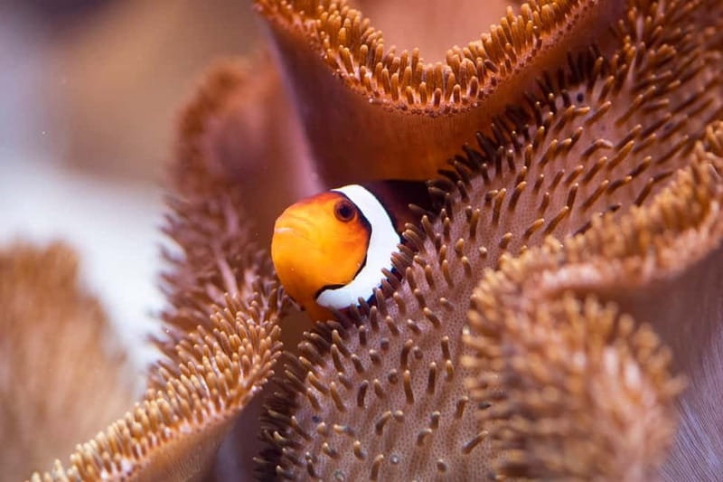Munich: Day Ticket to Sea Life - Getting oriented at Sea Life Munich in Olympic Parc