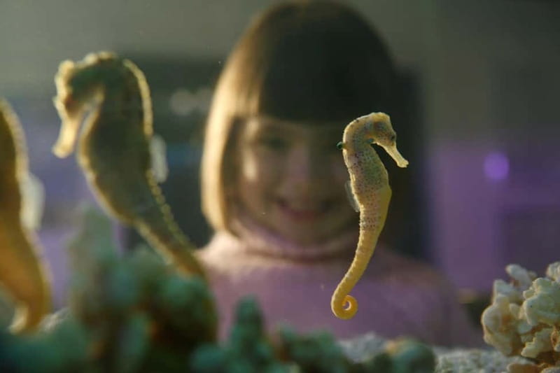 Munich: Day Ticket to Sea Life - The shark basin: 20+ species and the chance to spot Pünktchen