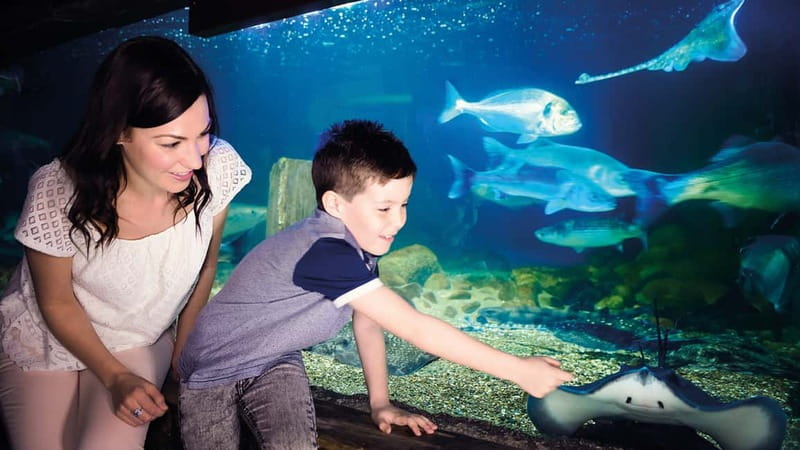 Munich: Day Ticket to Sea Life - Beyond sharks: turtles, small fish, and 35+ lifelike aquariums