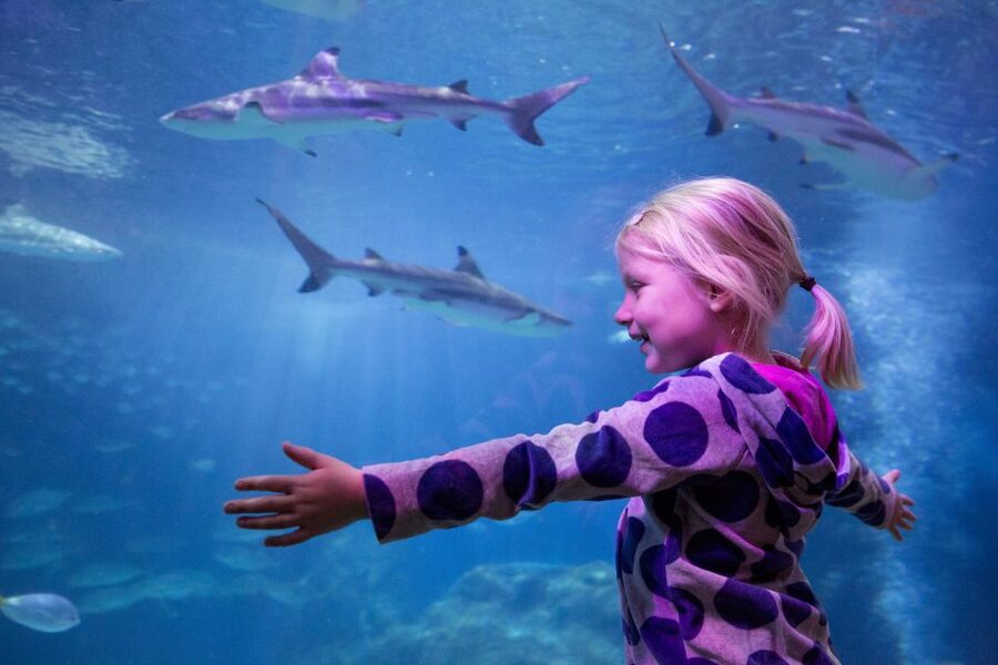 Oberhausen: LEGOLAND Discovery Centre and SEA LIFE Ticket - How to plan your day with a 5-minute walk between venues