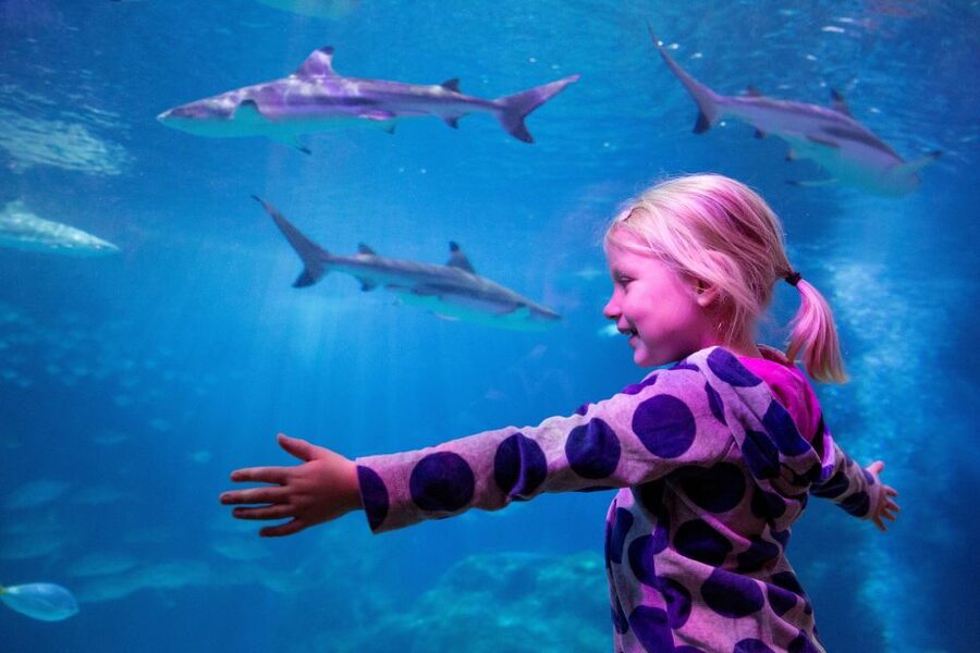 Oberhausen: SEA LIFE Oberhausen Entry Ticket - Key things that make this SEA LIFE visit worth your time