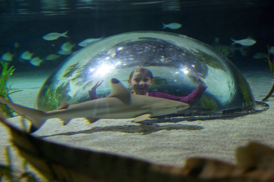 Oberhausen: SEA LIFE Oberhausen Entry Ticket - Panoramic reef views with tropical fish, corals, and big-vue energy