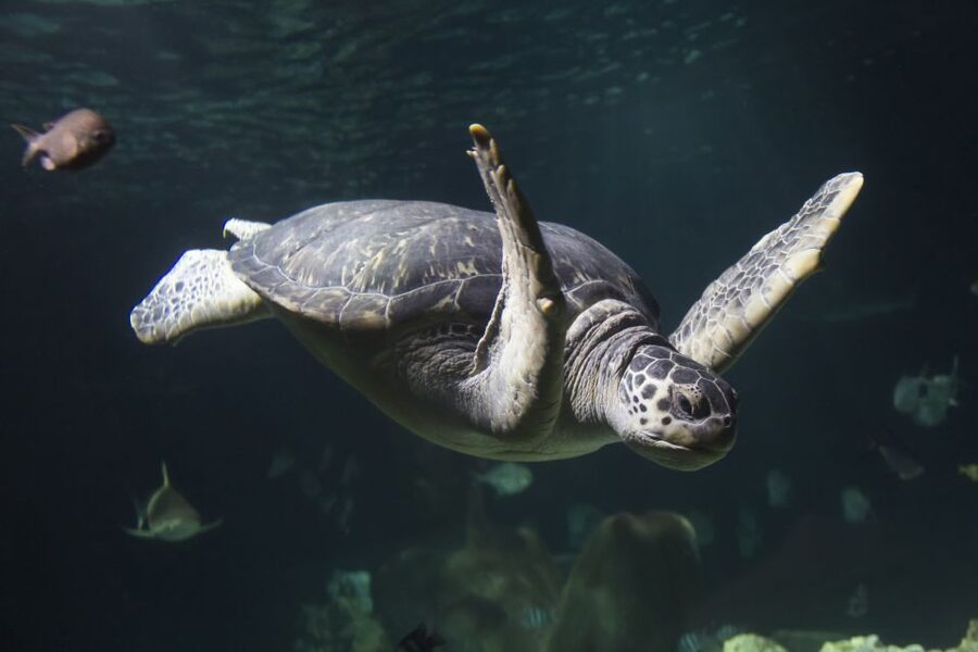 Oberhausen: SEA LIFE Oberhausen Entry Ticket - European pond turtles, plus otters and the more playful side of the tanks