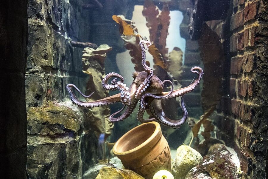 Oberhausen: SEA LIFE Oberhausen Entry Ticket - Daily feeding shows and aquarist questions: the best time to slow down