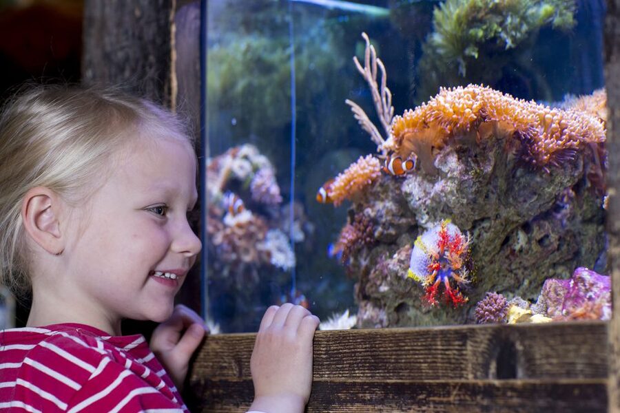 Oberhausen: SEA LIFE Oberhausen Entry Ticket - Price and value for a one-day ticket in Oberhausen