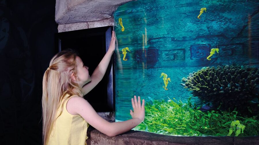 Oberhausen: SEA LIFE Oberhausen Entry Ticket - Who this aquarium fits best (and who should adjust expectations)