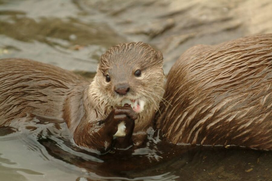 Oberhausen: SEA LIFE Ticket and Behind the Scenes Tour - Key Highlights You Should Actually Care About