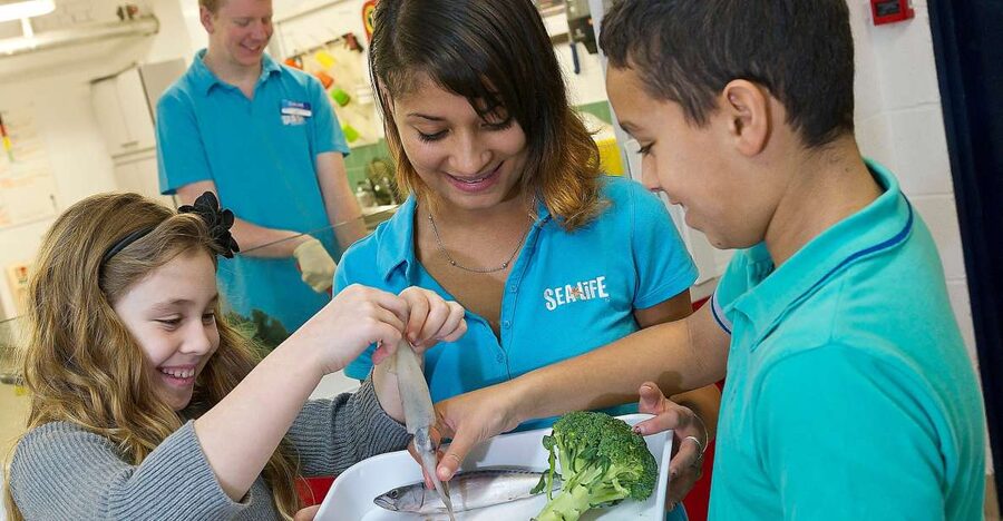 Oberhausen: SEA LIFE Ticket and Behind the Scenes Tour - SEA LIFE Oberhausen, Your Timing Matters More Than You Think