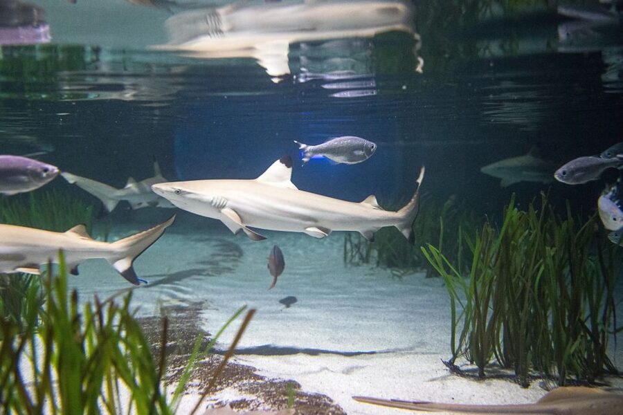 Oberhausen: SEA LIFE Ticket and Behind the Scenes Tour - Germany’s Largest Shark Breeding Tank and the 148-Square-Meter Basin