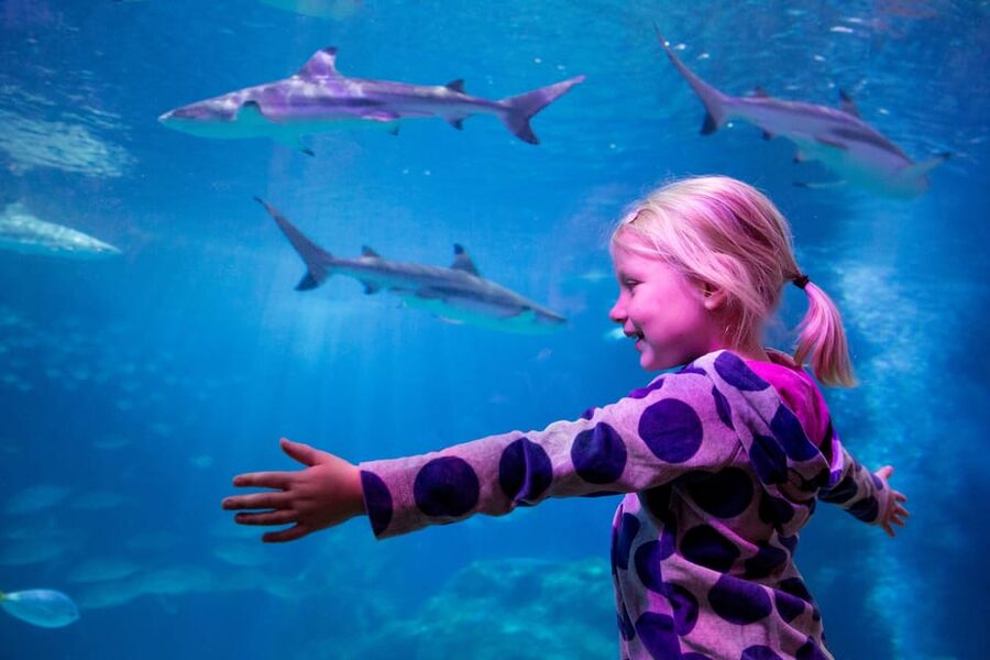 Oberhausen: SEA LIFE Ticket and Behind the Scenes Tour - How the 90 Minutes Plays Out on the Day
