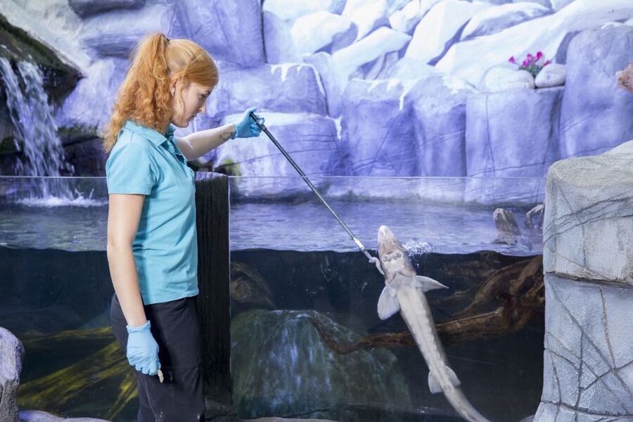 Oberhausen: SEA LIFE Ticket and Behind the Scenes Tour - Price and Value: Is $36 Worth It?