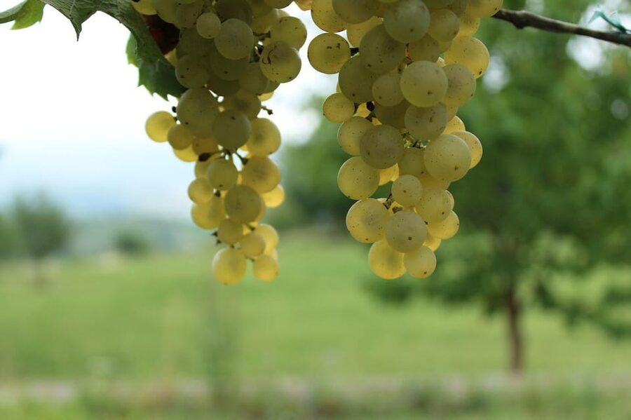 Premium wine hike Stuttgart with games and winemaker's snack - Meeting in Hallschlag or Schozacher Straße, and getting there without stress