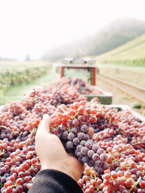Reil, Mosel: Guided organic wine tasting and cellar tour - Who this tour suits best