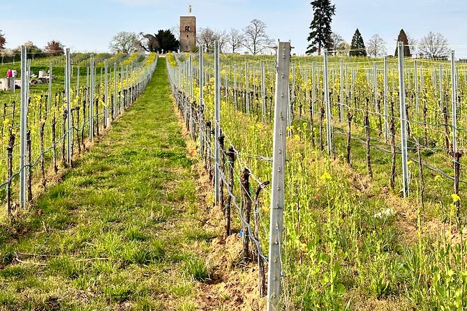Rhine Valley Wine Tasting Tour from Frankfurt and Mainz - Shipping wine back, so you do not lug bottles home