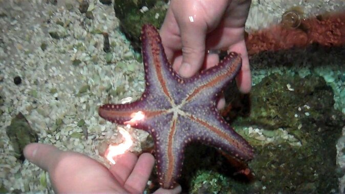 SEA LIFE Hannover Ticket - Key highlights