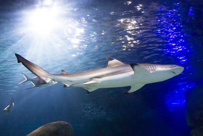 SEA LIFE Munich Admission Ticket - Should you book SEA LIFE Munich? My practical call