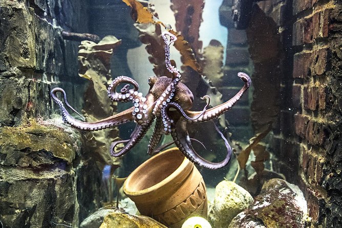 SEA LIFE Oberhausen Admission Ticket - Getting in: mobile entry and the reality of waiting