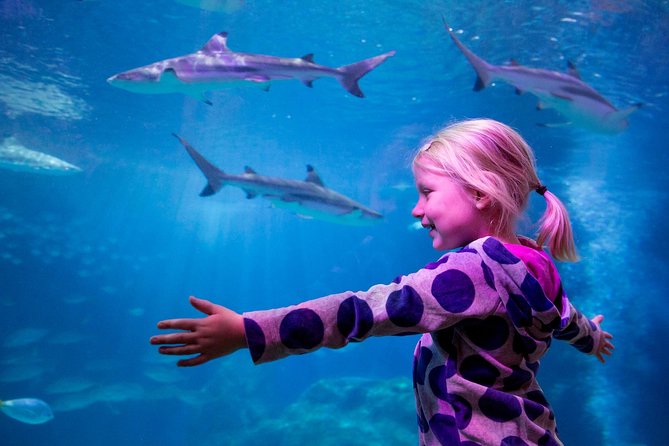 SEA LIFE Oberhausen Admission Ticket - Shark nursery in mangroves: young black-tip reef sharks and more